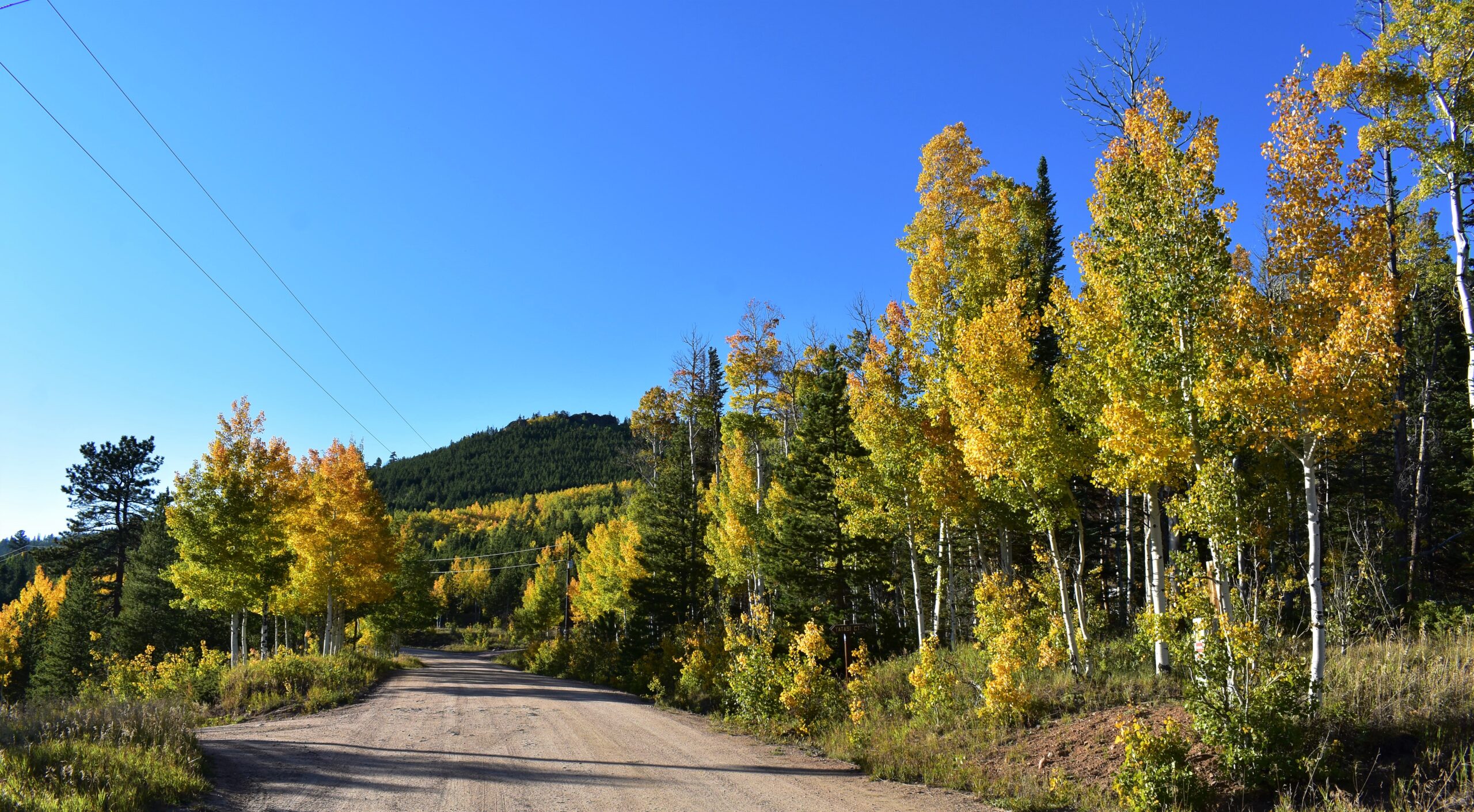 Like Trees Carmel Mawle